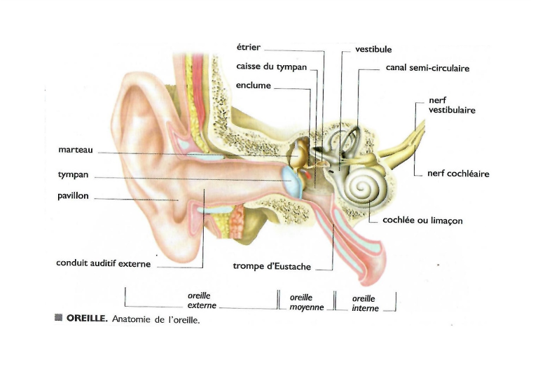 oreille internet