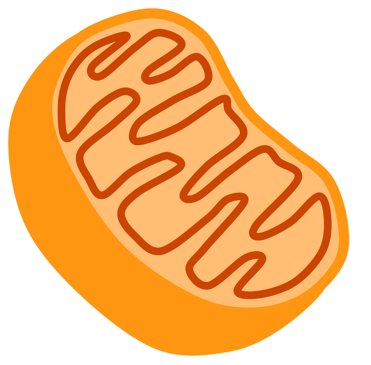 Les mitochondries