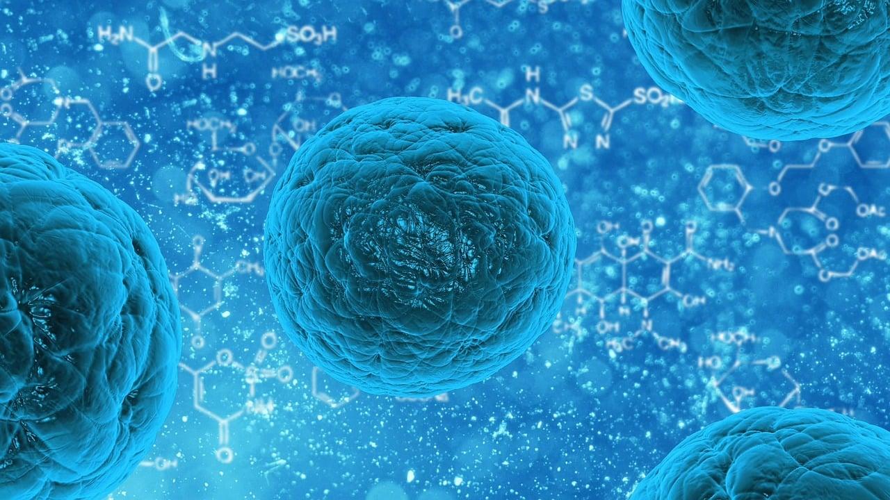 cellule 