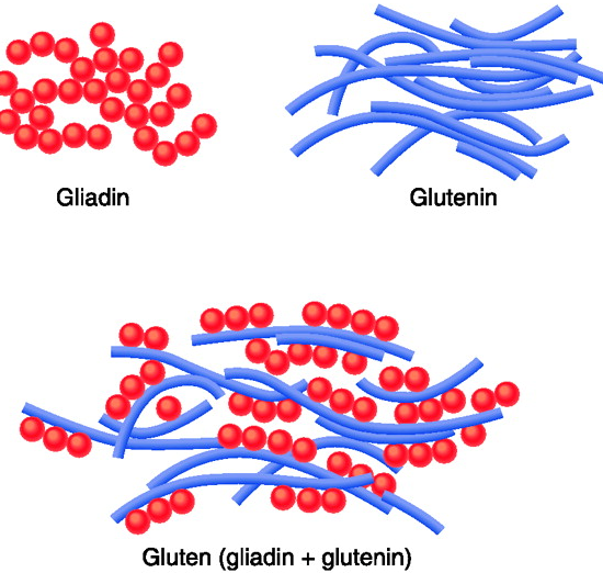 schema composants gluten