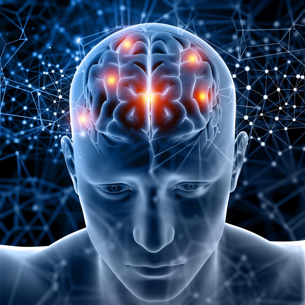 cerveau 