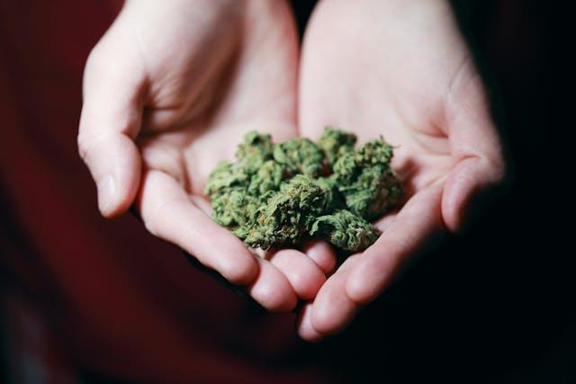 Mains en coupe avec des fleurs de cannabis