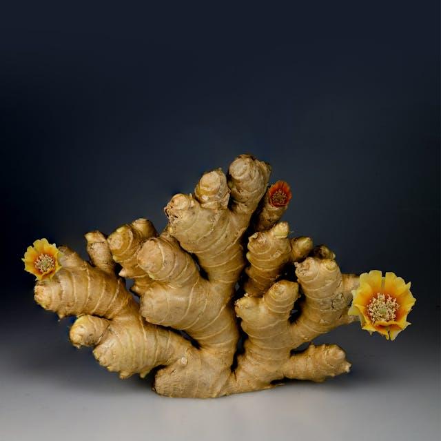 racine maca avec des fleurs orangées jaunes