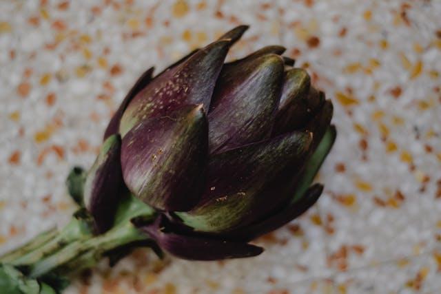 Artichaut violet et vert en gros plan 