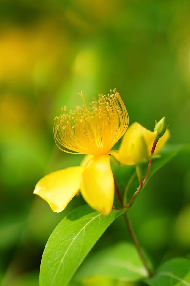 Fleur jaune millepertuis, anti-dépresseur naturel