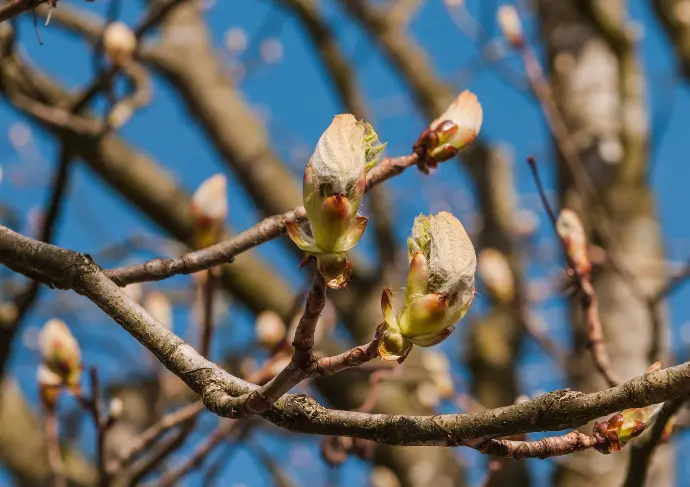 Bourgeons de marronnier en gros plan sur fond de ciel bleu
