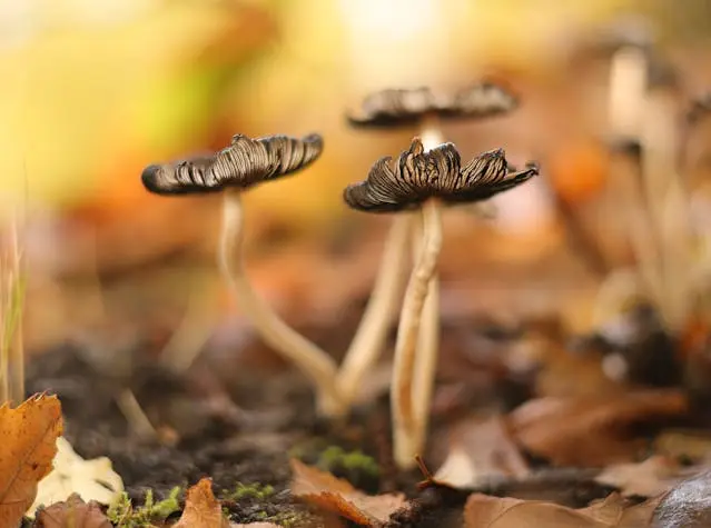 Champignons en gros paln dans une forêt avec feuilles mortes marrons