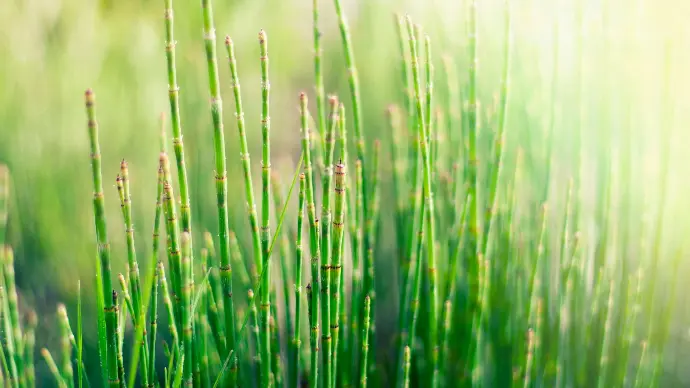 Prêles des champs en gros plan